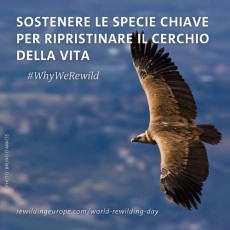 WhyWeRewild - species