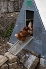 Example of a metal bear-proof chicken house