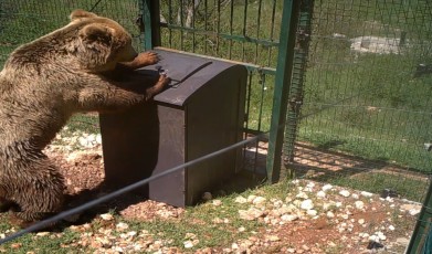 Testing of a new model bear-proof waste bin in an enclosure
