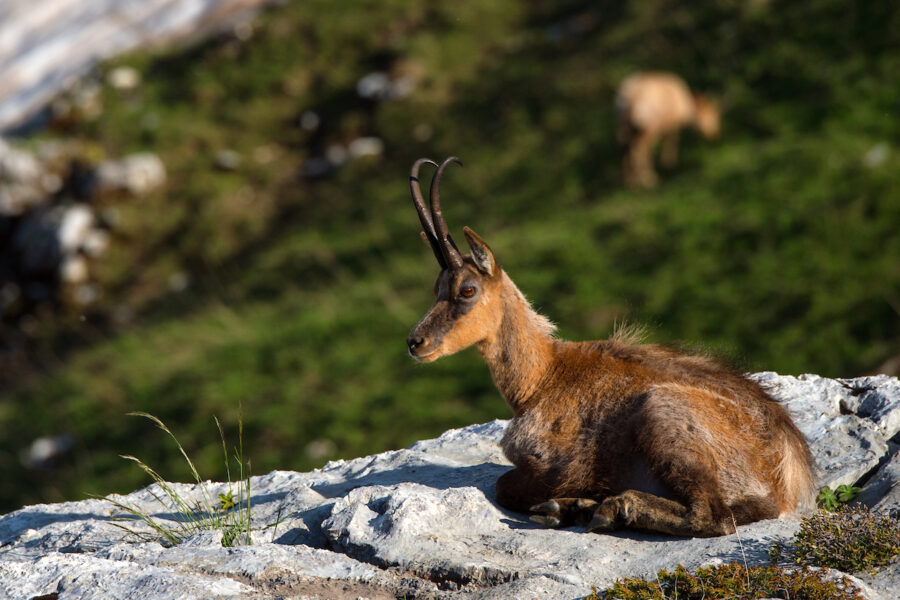 Il ritorno dei camosci nella Riserva Naturale Orientata Monte Velino Rewilding Apennines Il ritorno dei camosci nella Riserva Naturale Orientata Monte Velino Rewilding Apennines