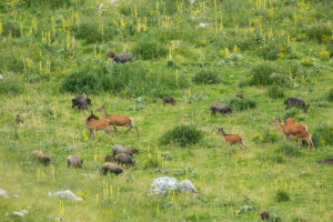 Red deer (Cervus elaphus) hinds and fawns grazing among wild boar (Sus scropha) on a summer pasture. Central Apennines