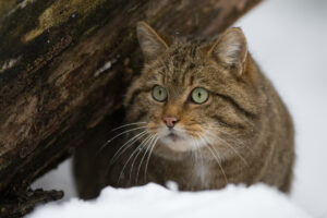 Eurasian wildcat (Felis sylvestris). Adult male in snow. CAPTIVE