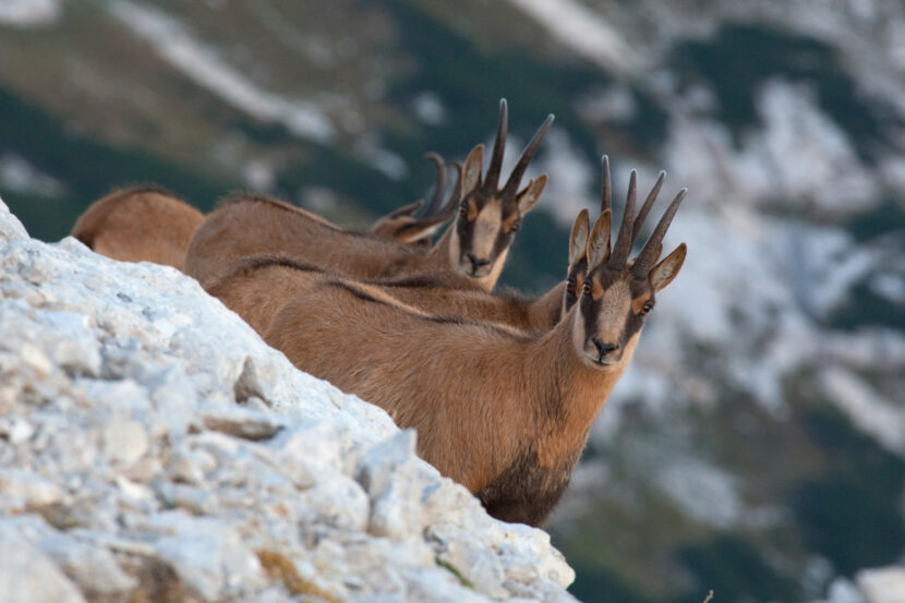 Il ritorno dei camosci nella Riserva Naturale Orientata Monte Velino Rewilding Apennines Il ritorno dei camosci nella Riserva Naturale Orientata Monte Velino Rewilding Apennines