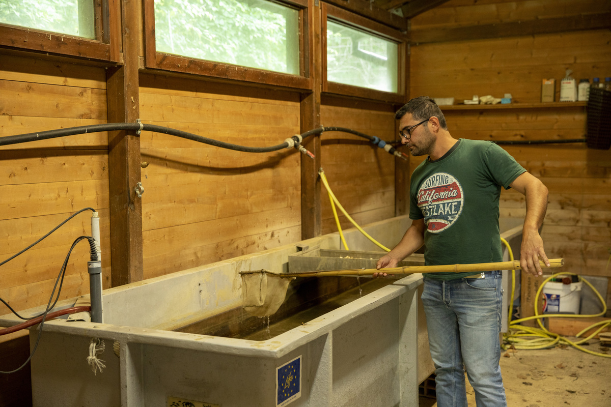 Giuseppe Di Renzo checks the hatchery built for white-clawed crayfish (Austropotamobius italicus meridionalis) breeding in the Cascate del Verde Reserve, Central Apennines, Italy. 2020