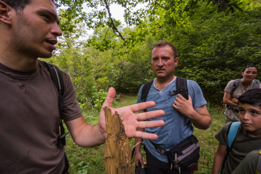 Umberto Esposito, mountain guide and CEO at Wildlife Adventures, partner of Rewilding Europe in the Apennines, showing bear rub-tree while leading a group for a bearwatching excursion. Abruzzo, Lazio and Molise National Park. Central Apennines, Abruzzo, Italy. Aug 2014