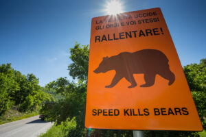"Speed kills bears" sign placed along road SP 83 to inform drivers about collision risks. Campaign partly funded by Rewilding Apennines and the Segré Foundation. Abruzzo, Italy. June 2014.
