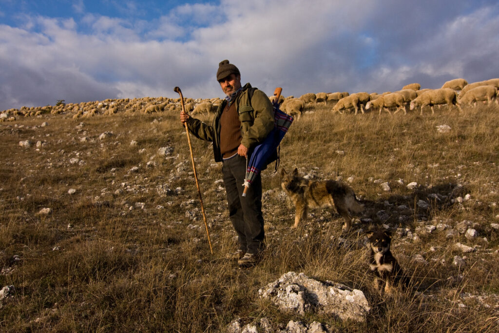 Abruzzo shepherd Ruggero Damiani guarding his flock of sheep together with two of his dogs. Gran Sasso NP, Abruzzo, Central Apennines, Italy. Nov 2009