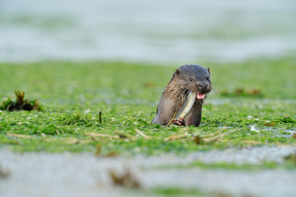 Otter feeding on eel in estuary of River Tweed,.Lutra lutra,.Northumberland, England - July