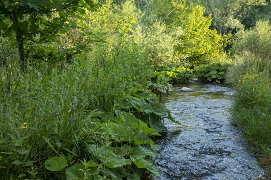 Verde river near Borrello habitat for white-clawed crayfish (Austropotamobius italicus meridionalis). Central Apennines, Italy. 2020