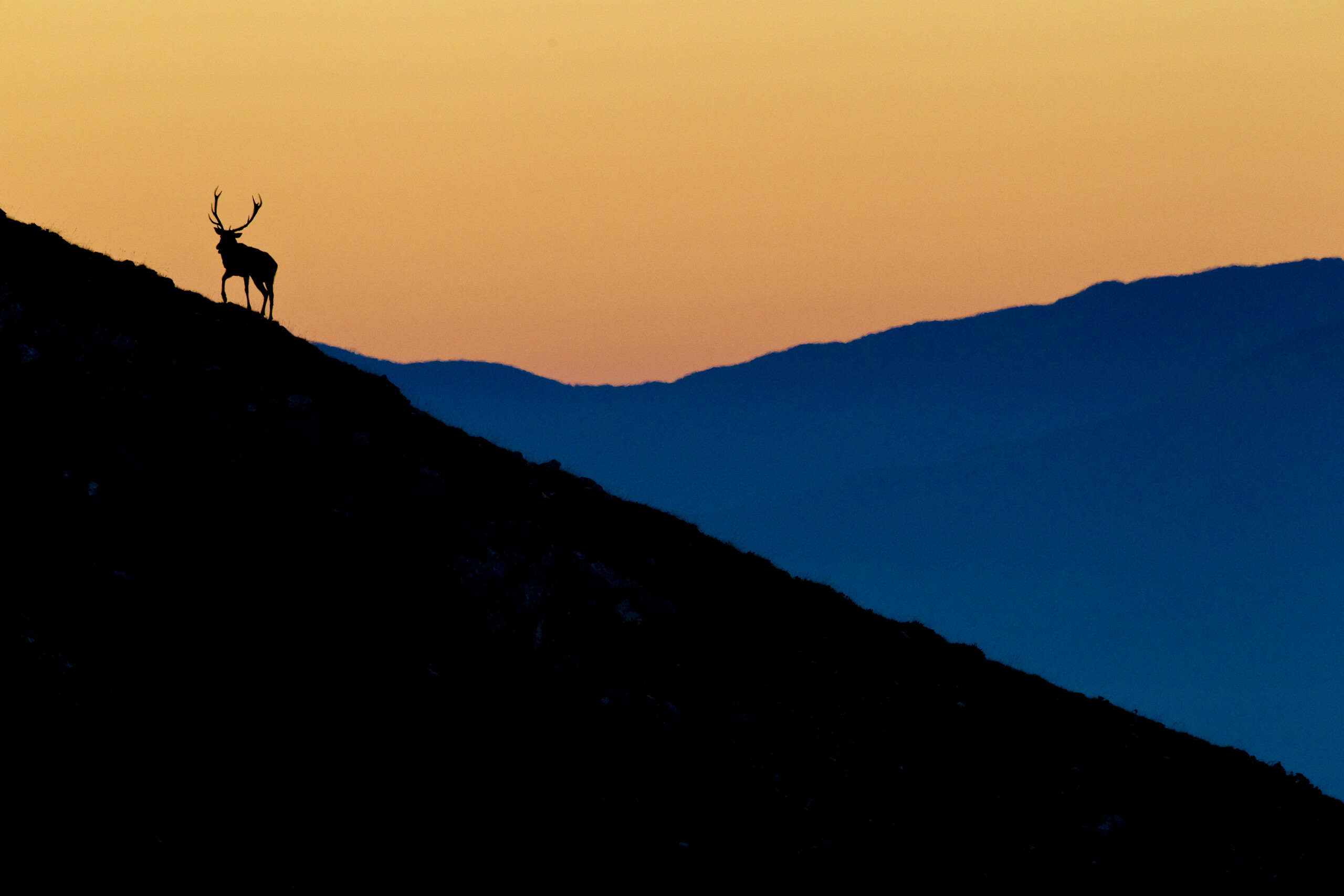 Red deer (Cervus elaphus) stag on mountain slope at sunrise. Abruzzo, Central Apennines, Italy. Oct 2012