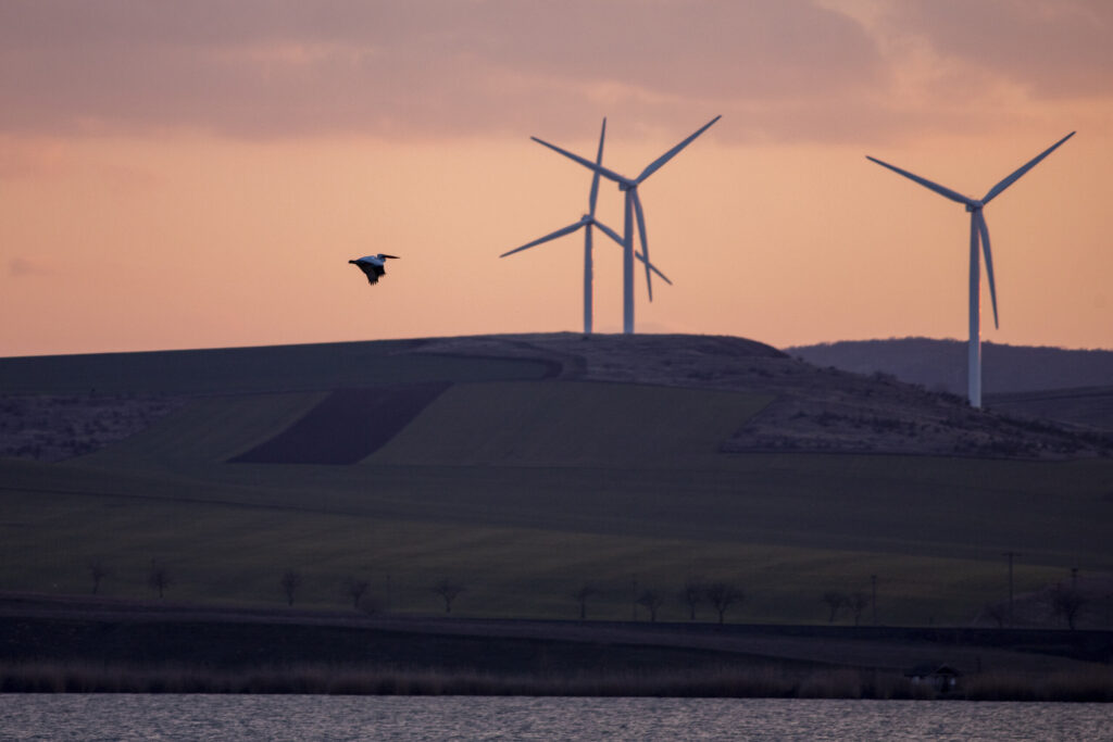 Un pellicano dalmata vola davanti a un parco eolico nella zona di Dobruja, sulla costa del Mar Nero in Romania. La collisione con le pale delle turbine eoliche è una delle minacce per questa specie ed è necessaria un'attenta pianificazione nella costruzione di nuovi parchi eolici