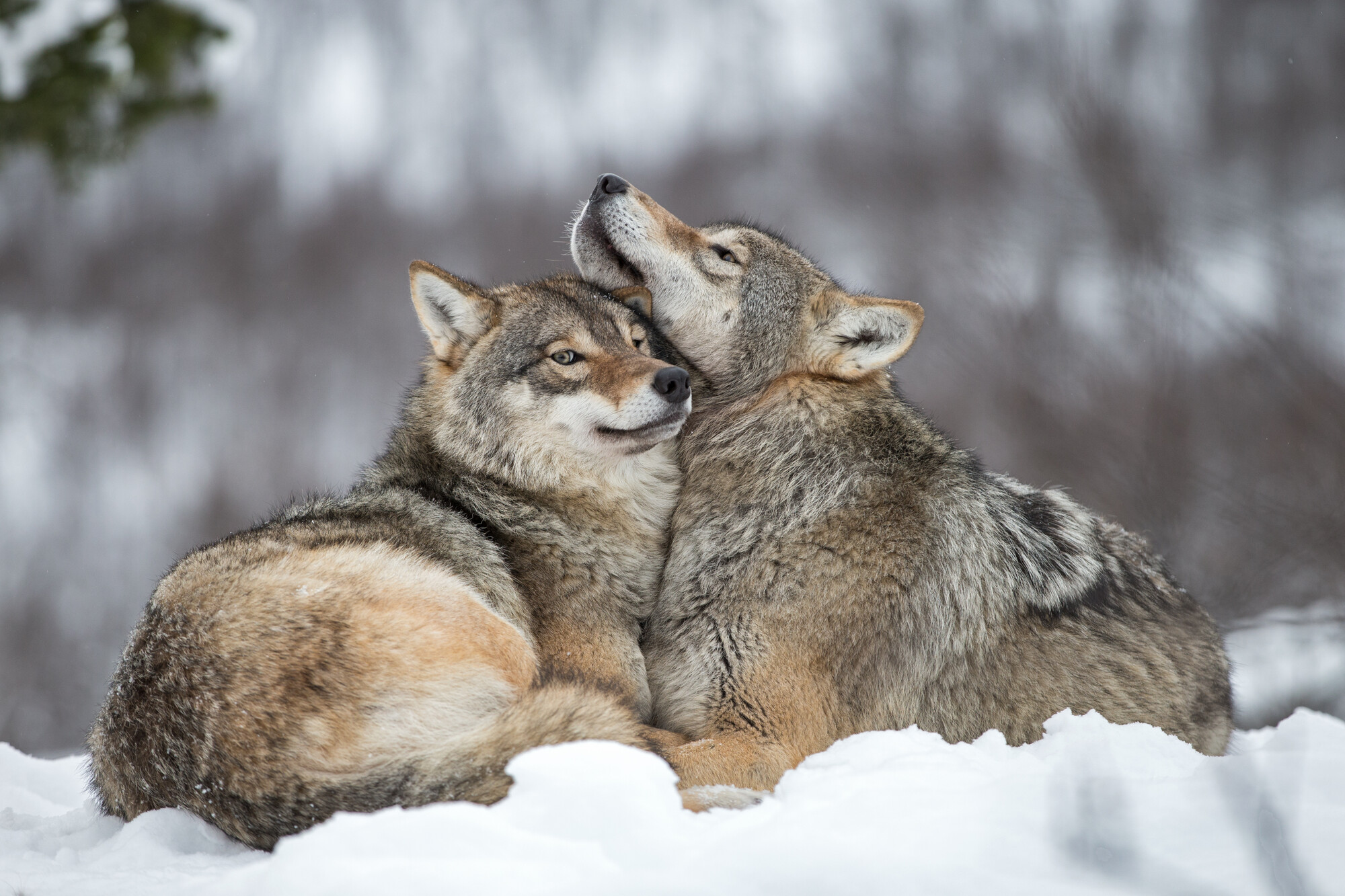 Eurasian wolves are keystone predators in Europe, helping to maintain healthy balance in ecosystems.