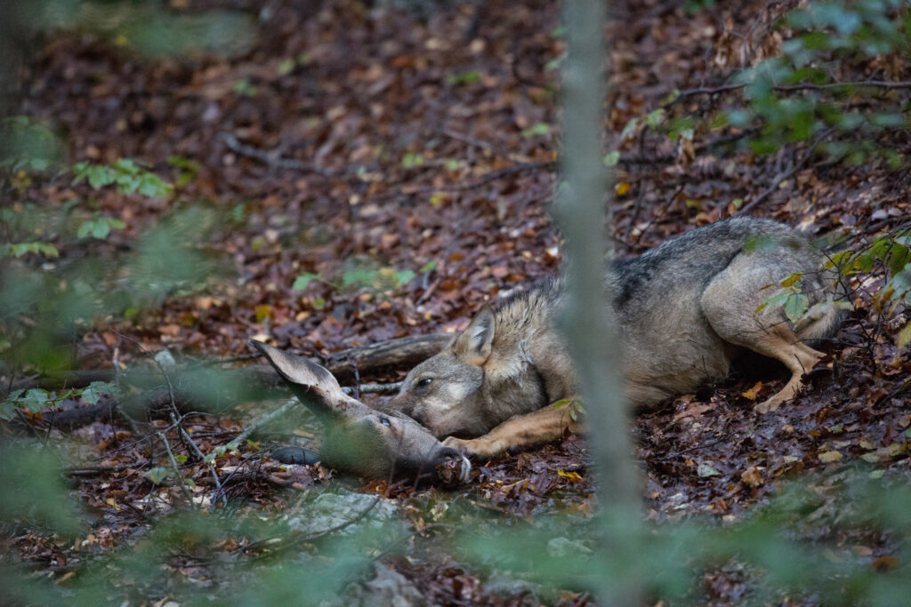 Giovane di lupo selvatico italiano (Canis lupus italicus) che si nutre della testa posteriore di cervo (Cervus elaphus). Appennino centrale.