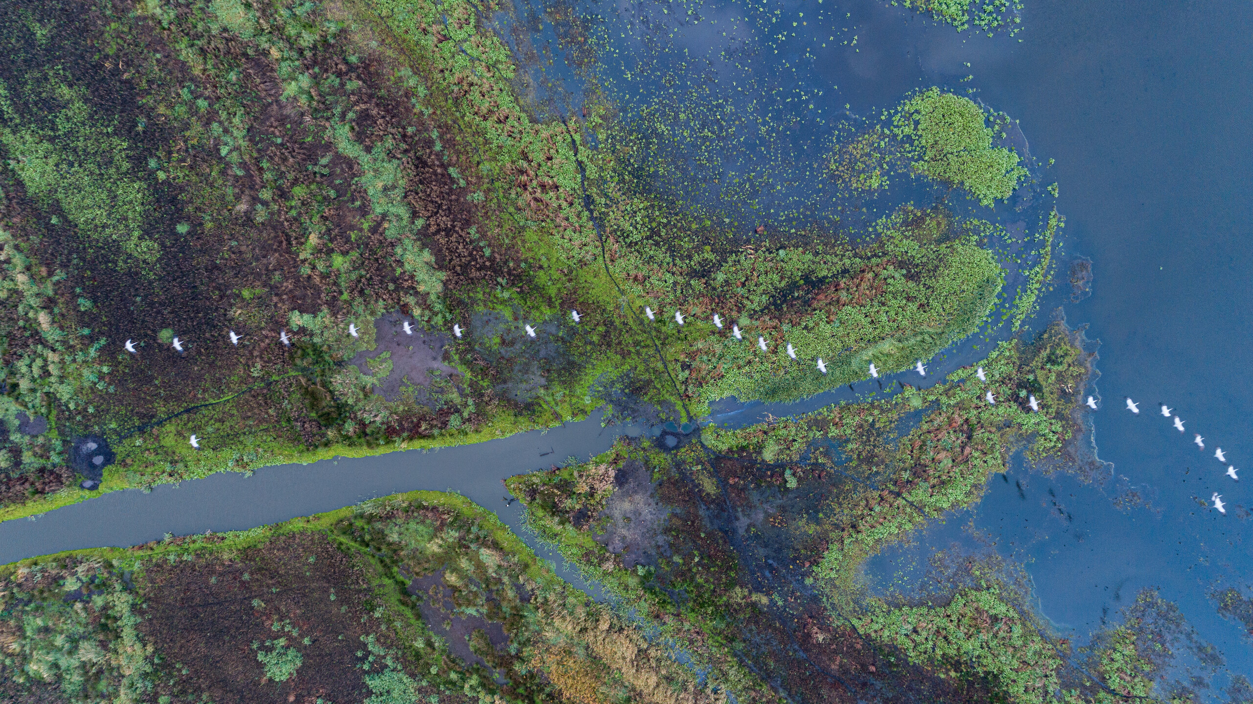 Veduta aerea di gru europee (Grus grus) che sorvolano la palude di Anklamer Stadtbruch, Rewilding Europe Oder Delta, Meclemburgo-Pomerania occidentale, Germania, ottobre 2020