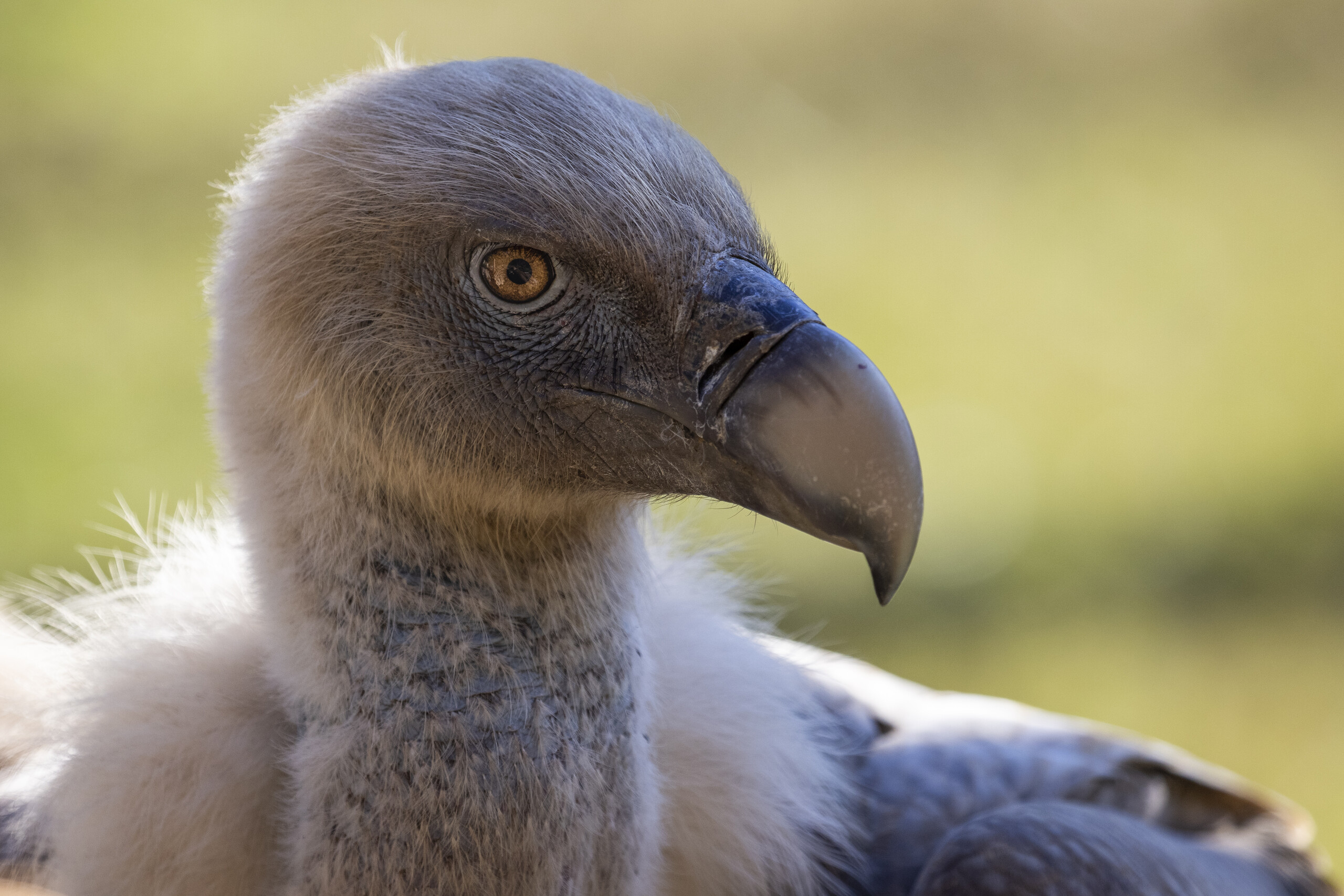 Griffon vulture (Gyps fulvus) portrait. Controlled conditions. Velino Nature Reserve, Abruzzo - Central Apennines, Italy. 2021