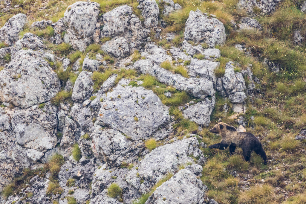 Marsican brown bear (Ursus arctos marsicanus) adult animal on a mountain slope in summer. Central Apennines