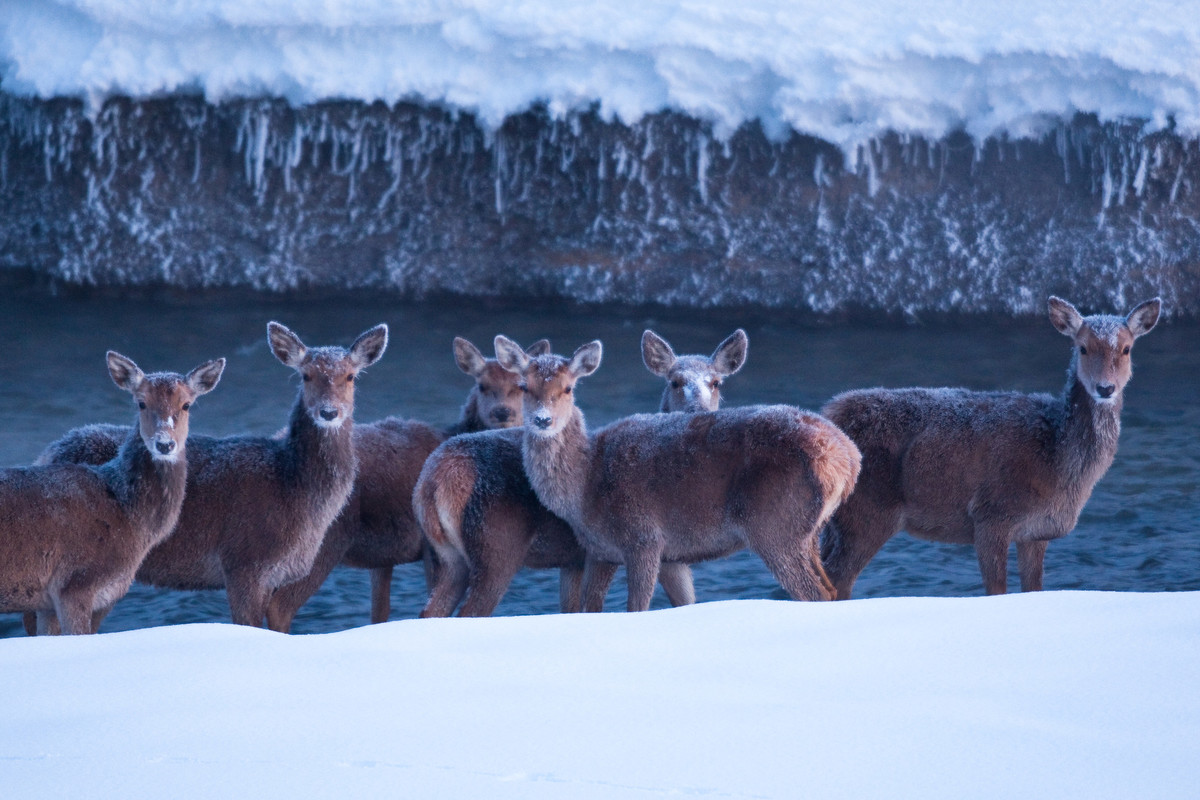 Red deer (Cervus elaphus) herd of females standing in stream on a frost morning. Central Apennines, Abruzzo, Italy. February 2012