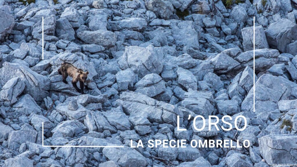 L'Orso