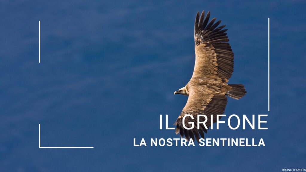 Il Grifone