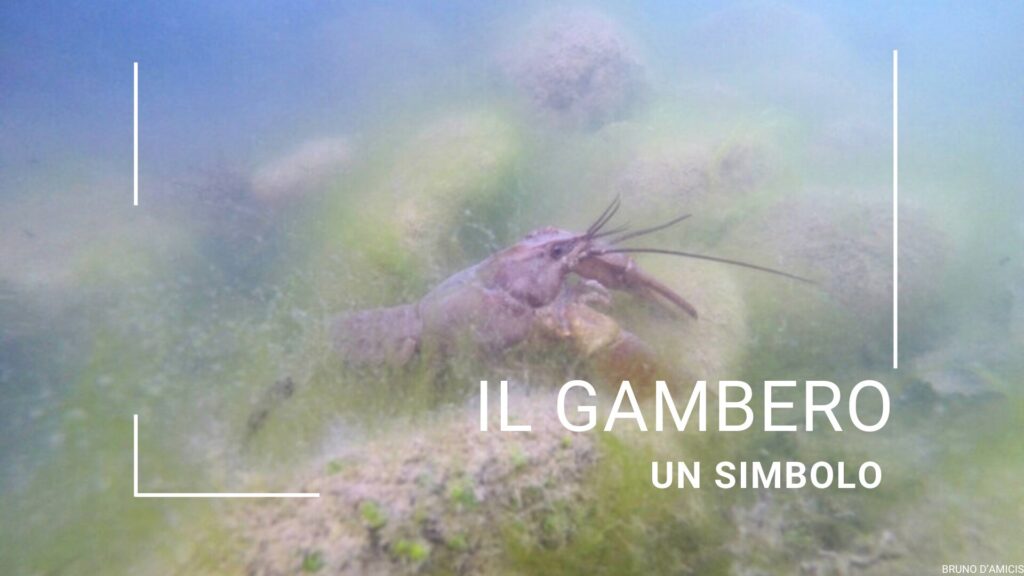 Il Gambero
