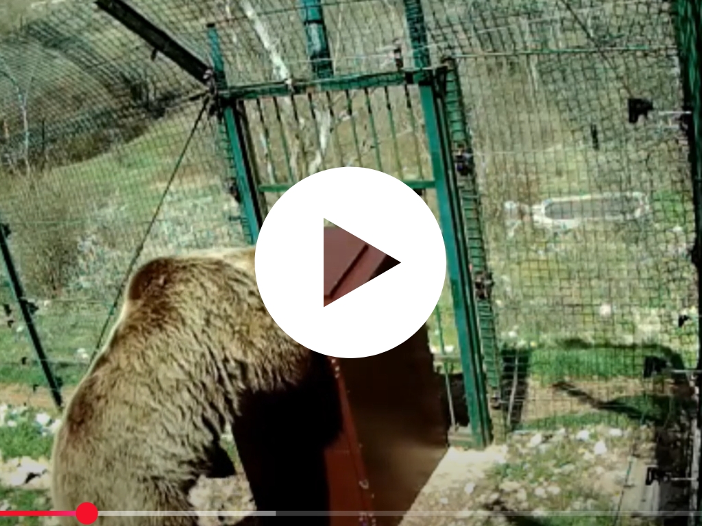 Cassonetti a prova di orso: il test!