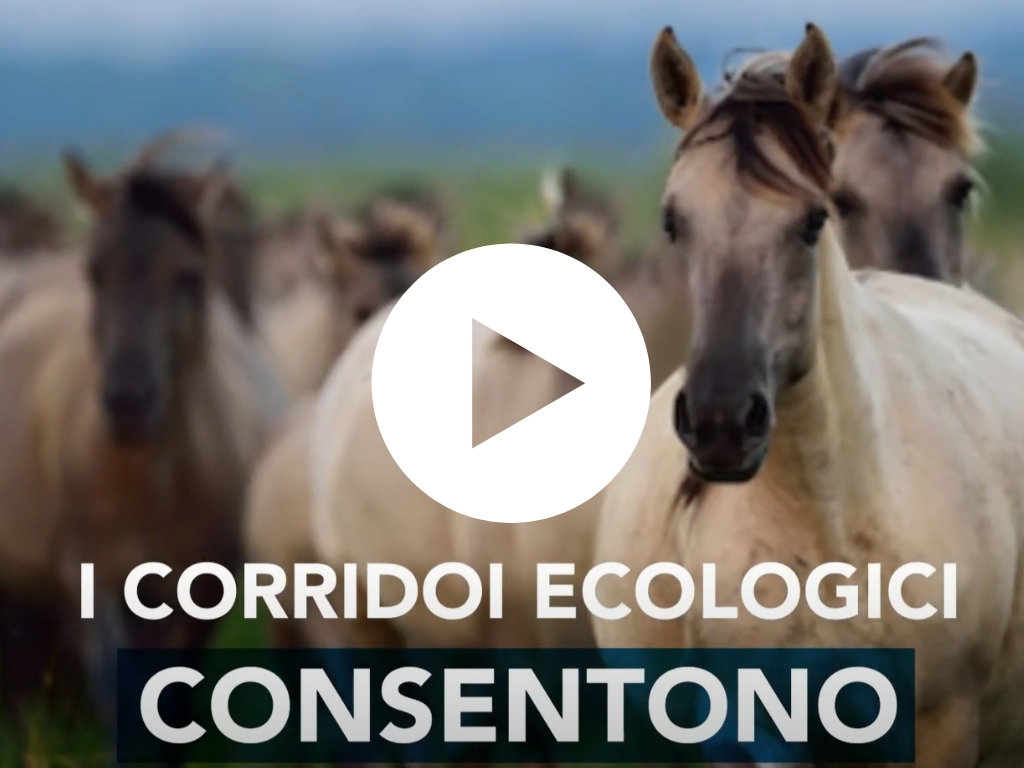 La forza dei corridoi