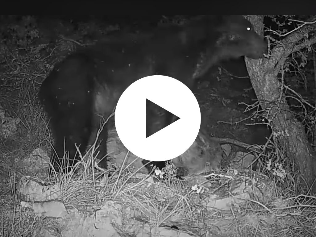 L'orso e il cervo: il ciclo della vita