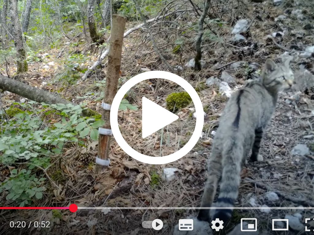 Monitorare il gatto selvatico