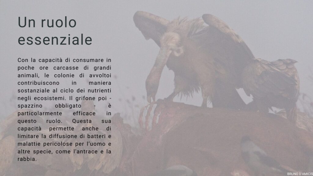 Ruolo essenziale