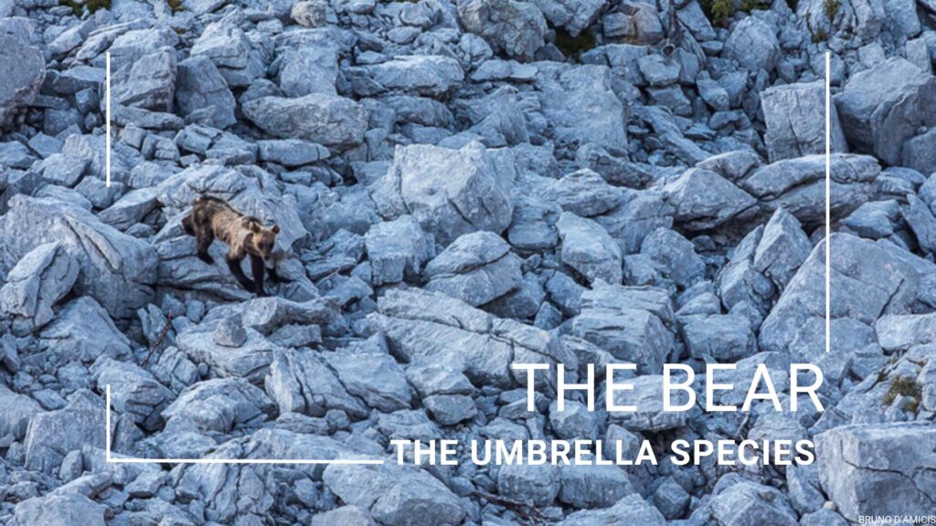 The bear
