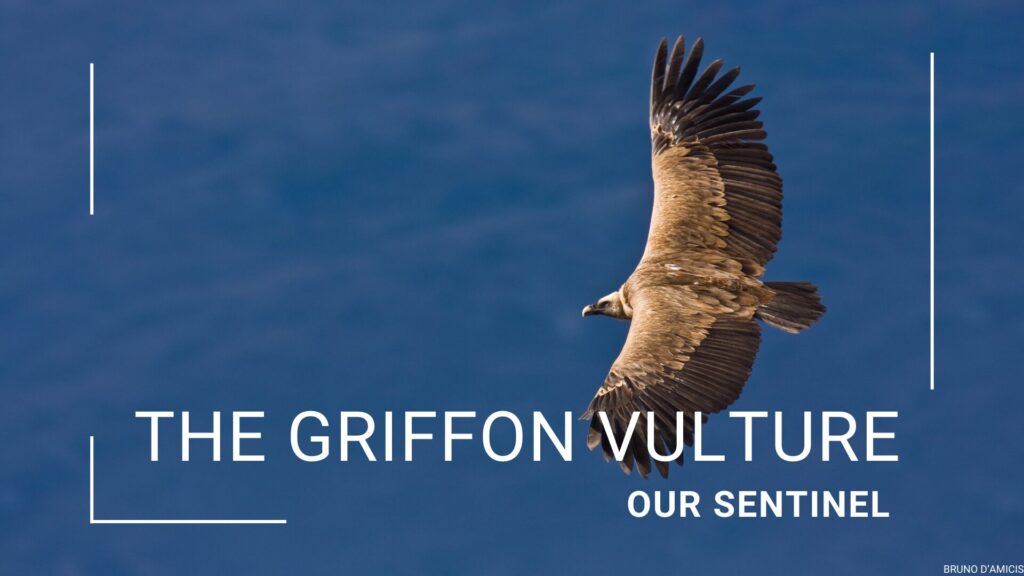 The Griffon vulture
