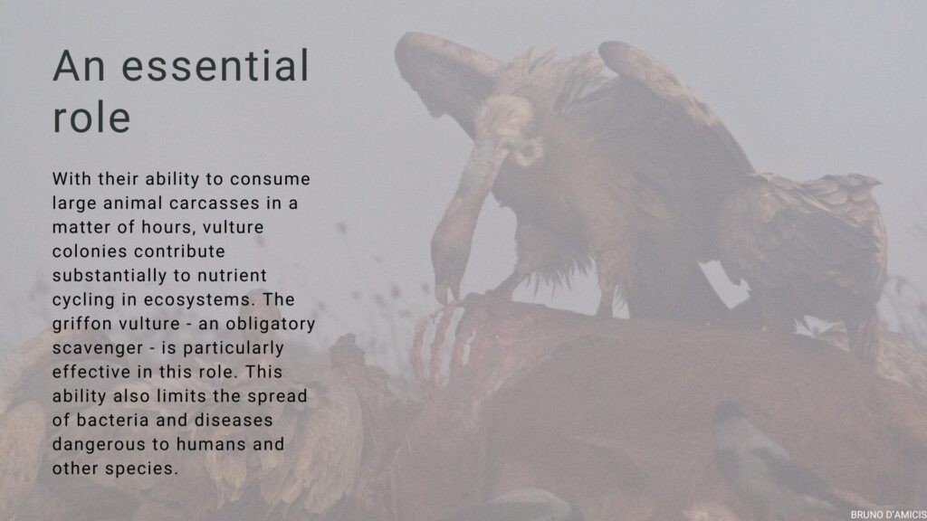 An essential role