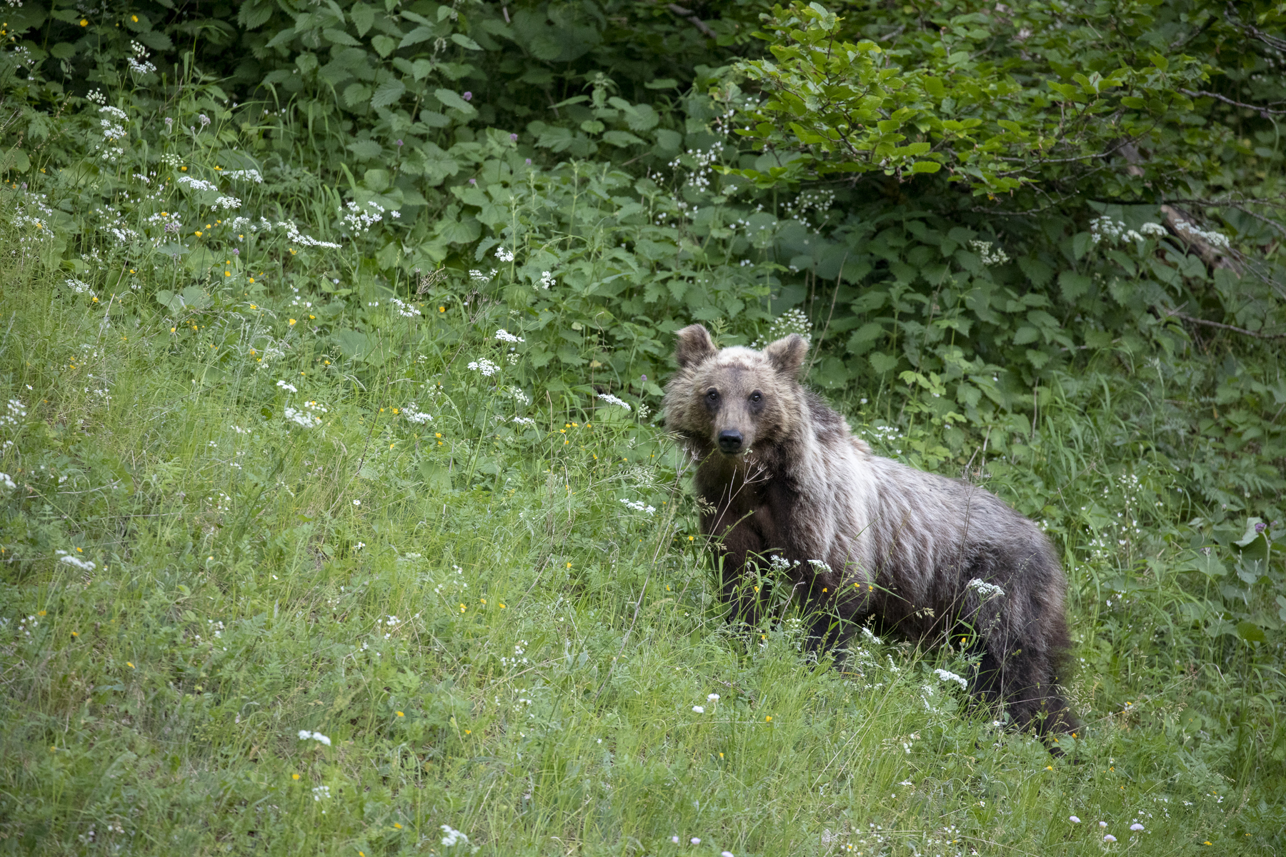 Marsican brown bear. Central Apennines, Italy.