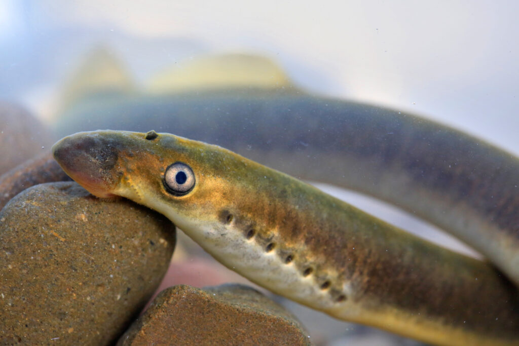 European brook lamprey portrait, Bieszczady Mountains, Eastern Carpathians, Poland