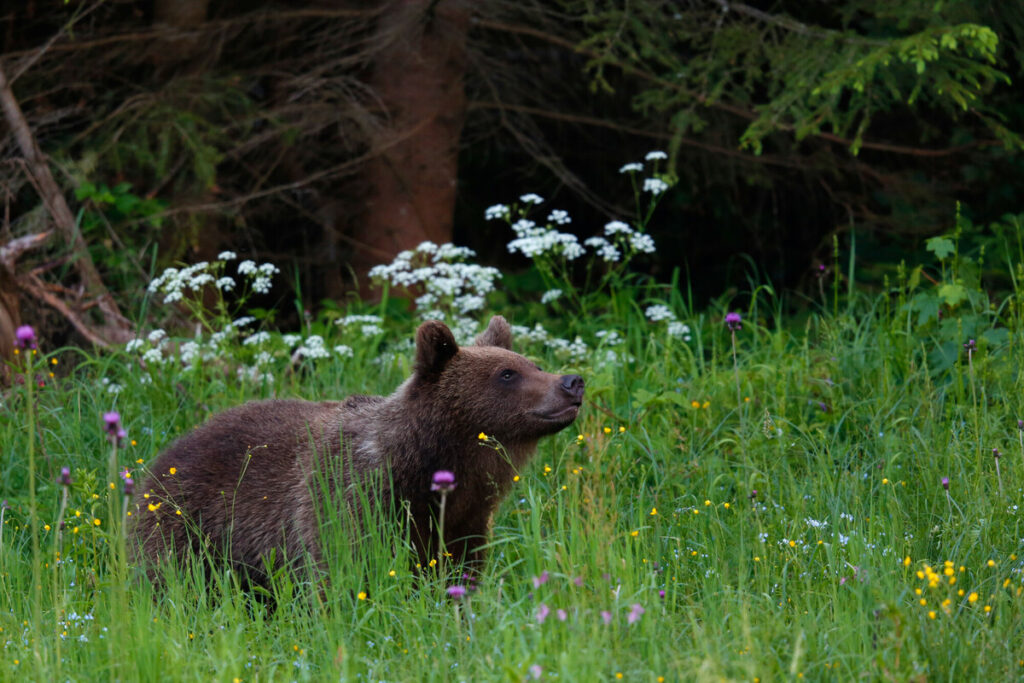 young bear on a meadow in June, Bieszczady Mountains, Eastern Carpathians, Poland