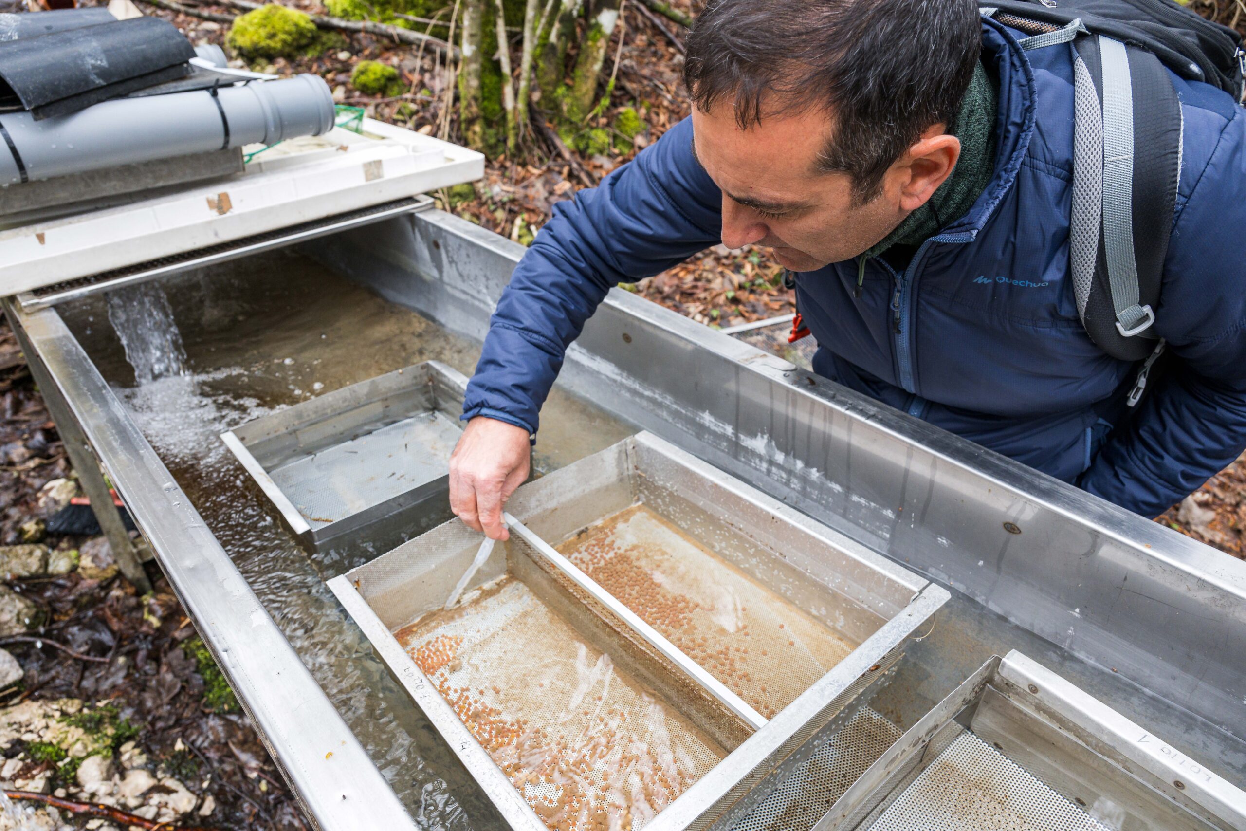 Amilcare D'Orsi - ecologo fluviale consulente di Rewilding Apennines e tecnico della Riserva Naturale Zompo lo Schioppo durante i rilasci di trote mediterrane nel torrente Romito (Novembre 2025)