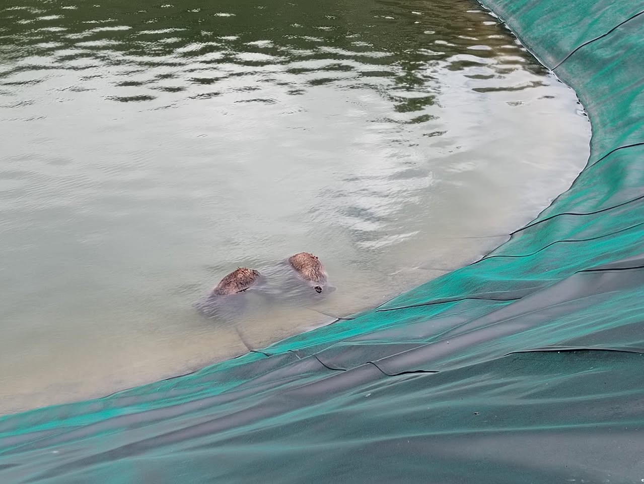 Cuccioli morti nella primavera 2025 presso l'invaso di Scanno - Cubs that died in spring 2025 at the Scanno reservoir