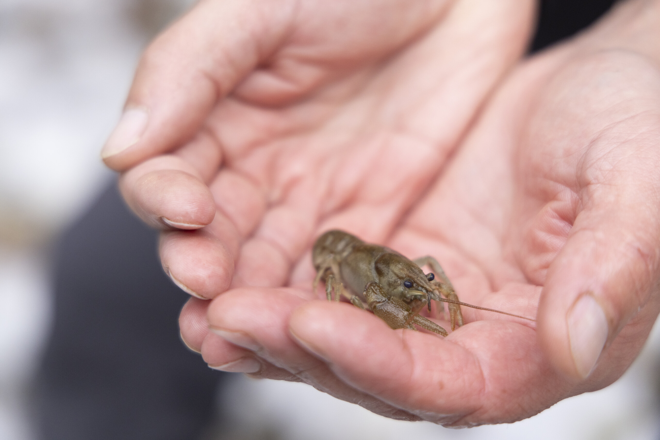 Giuseppe Di Renzo – Rewilding Apennines – tiene in mano un gambero di fiume presso un centro di riproduzione negli Appennini Centrali, in Italia.