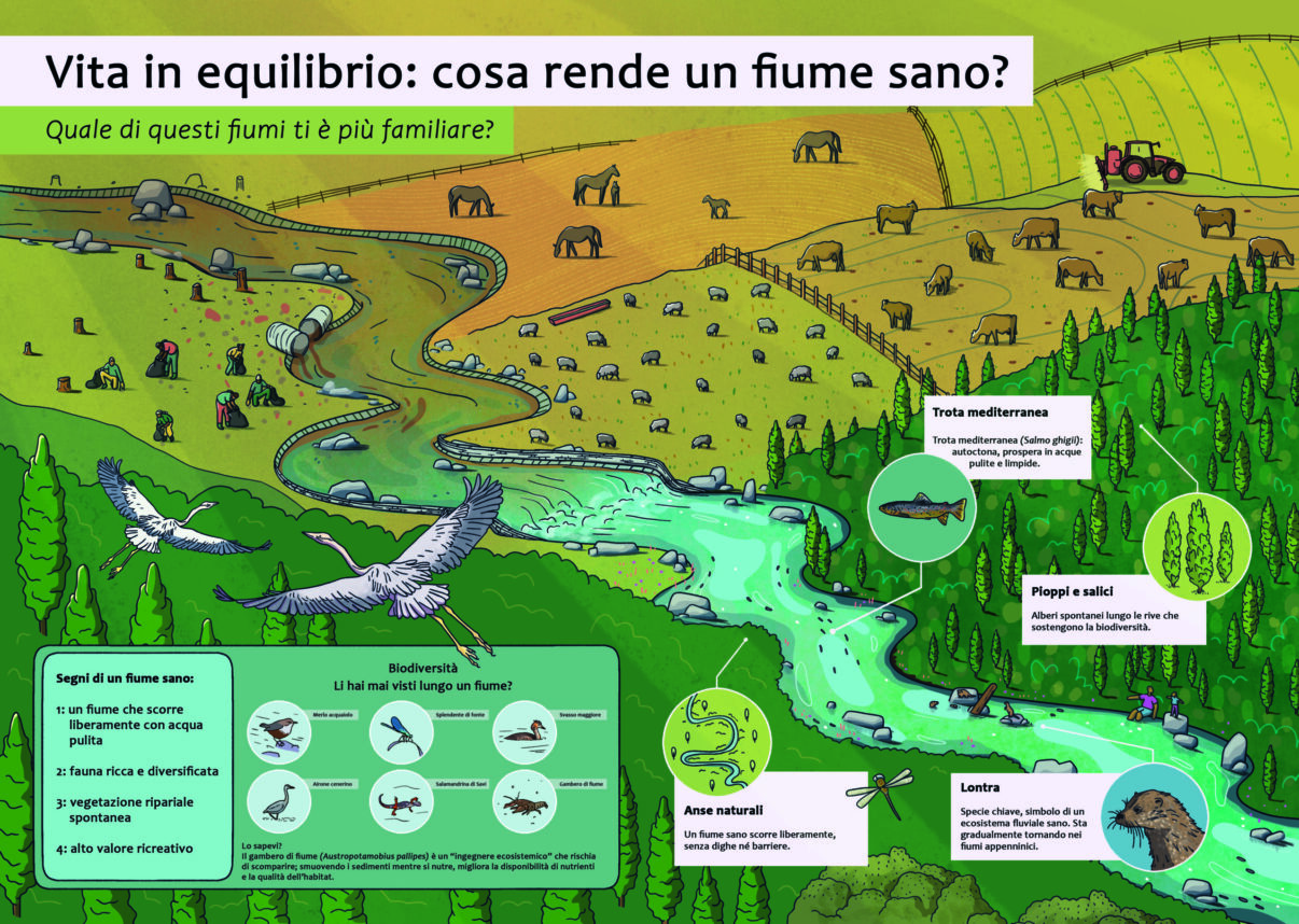 Illustrazione realizzata per Rewilding Apennines da Rowena Sheehan.