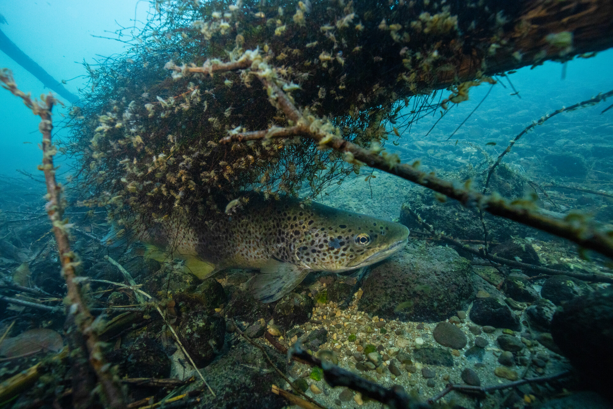 A Mediterranean trout underwater in an Italian stream. Central Apennines, Italy.