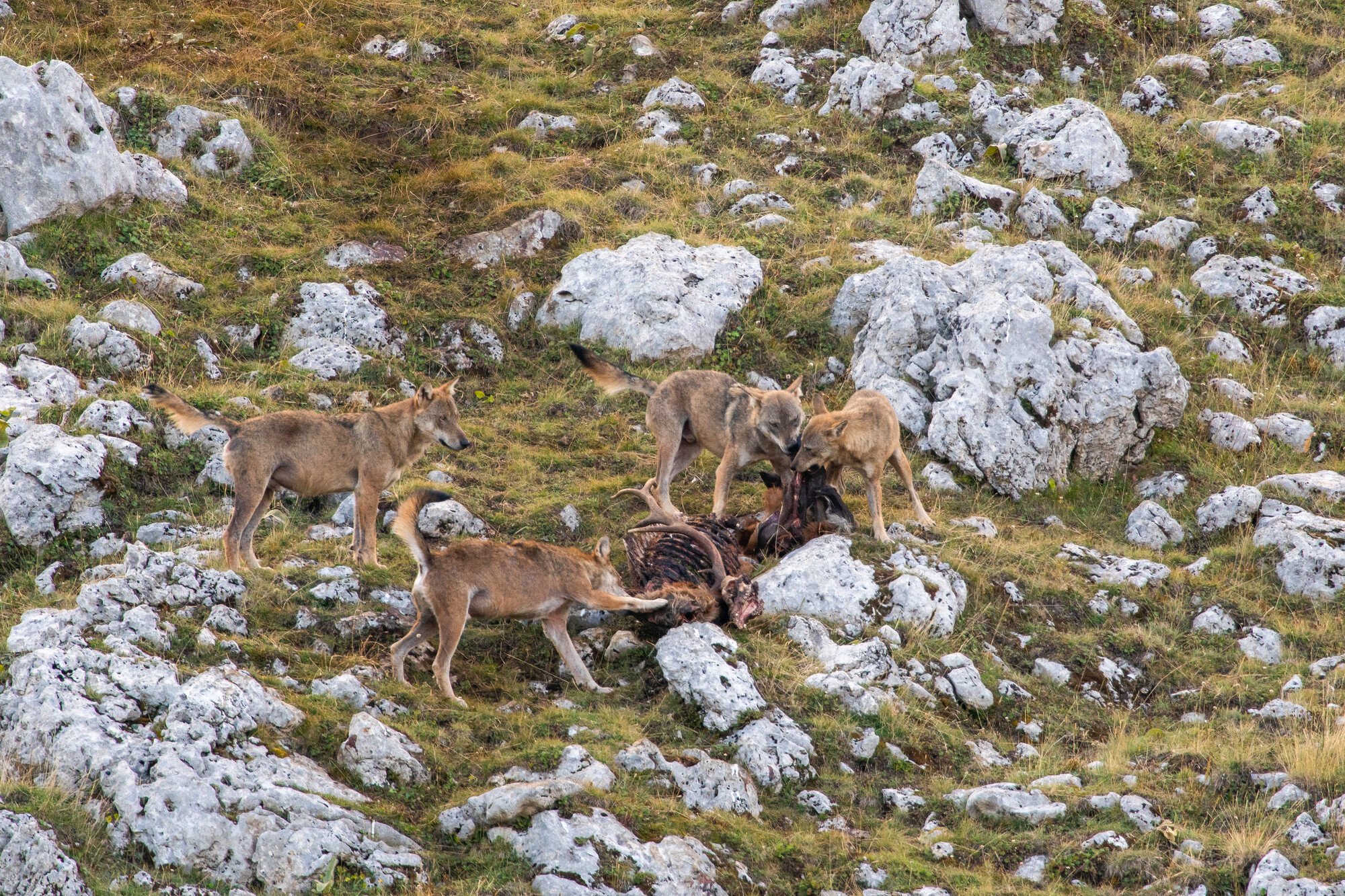 Apennine wolves (Canis lupus italicus) scavenge a fallen red deer stag in the rut. Central Apennines, Italy.