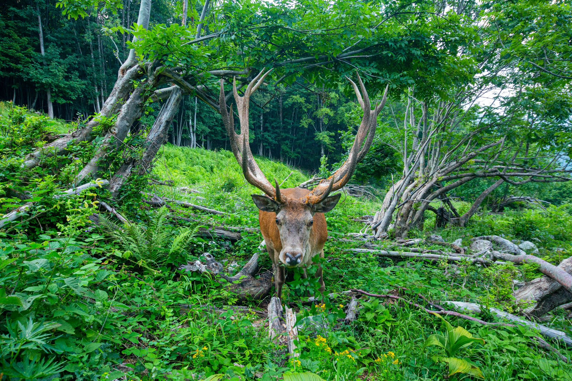 A red deer stag walking through woodland in the Central Apennines, Italy.