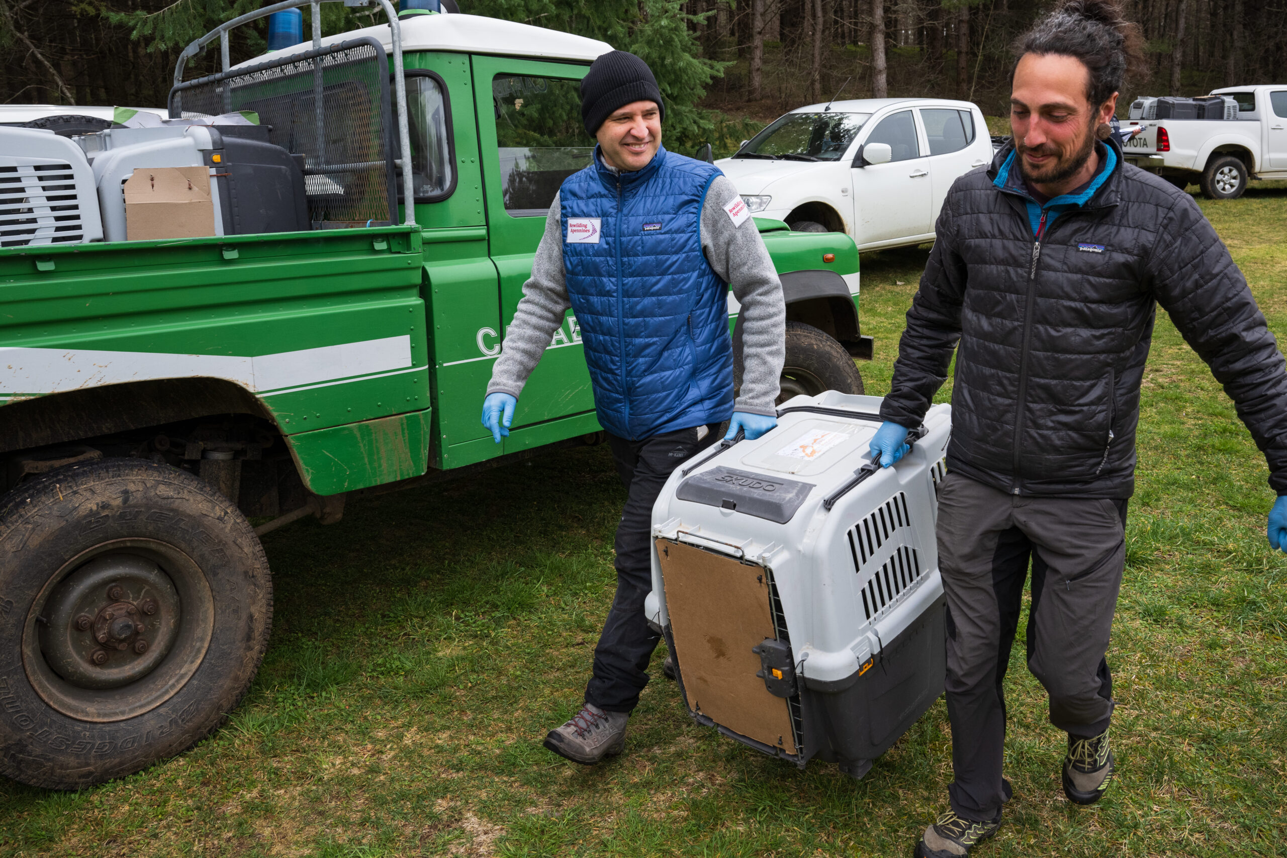 Rewilding Apennines team transporting griffon vultures arrived from Spain to the aviaries of the Magliano dei Marsi Oriented Nature Reserve for restocking. March 2026.