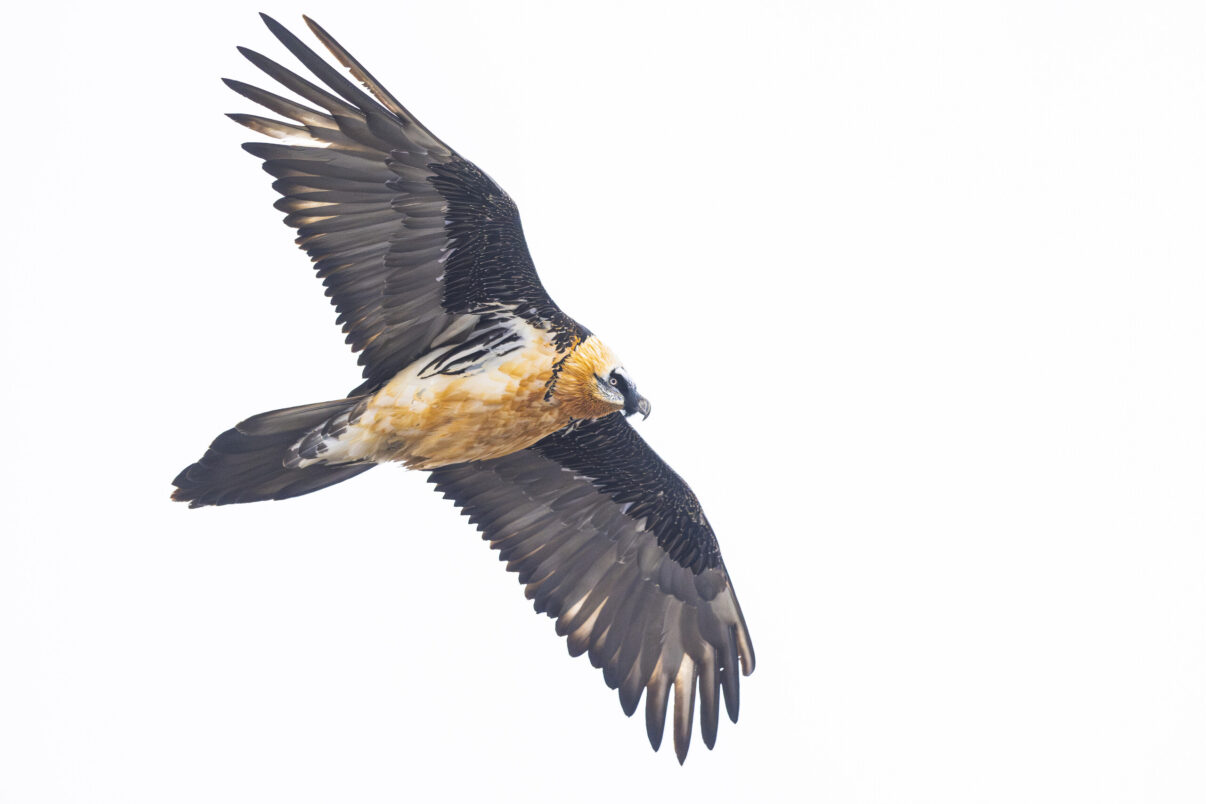 Bearded vulture soaring in the Dauphiné Alps, France.