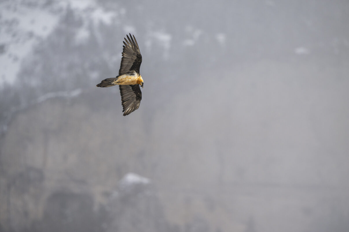 Bearded vulture soaring in front of cliffside. Dauphiné Alps, France.
