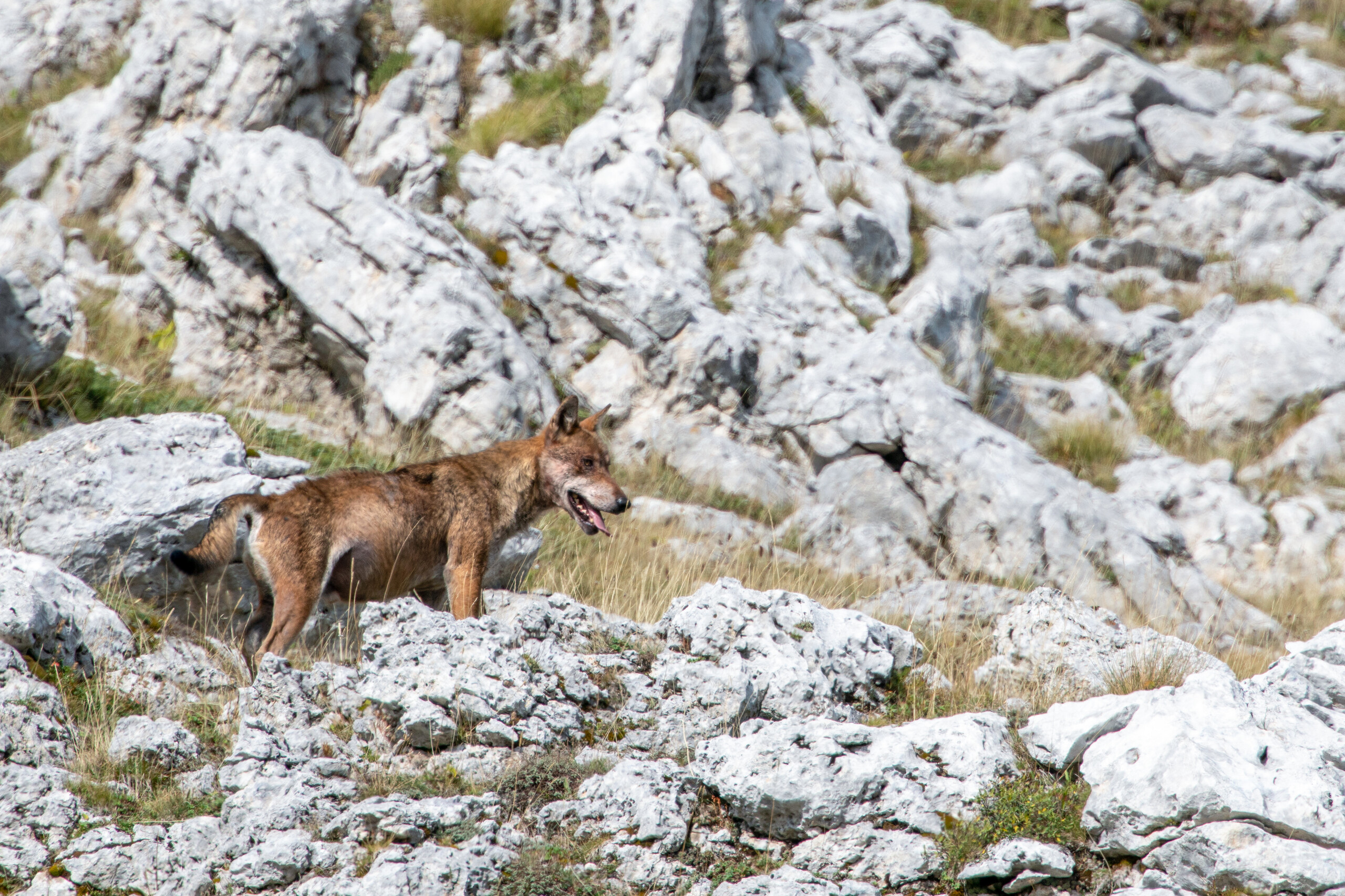 An individual of Apennine wolf.