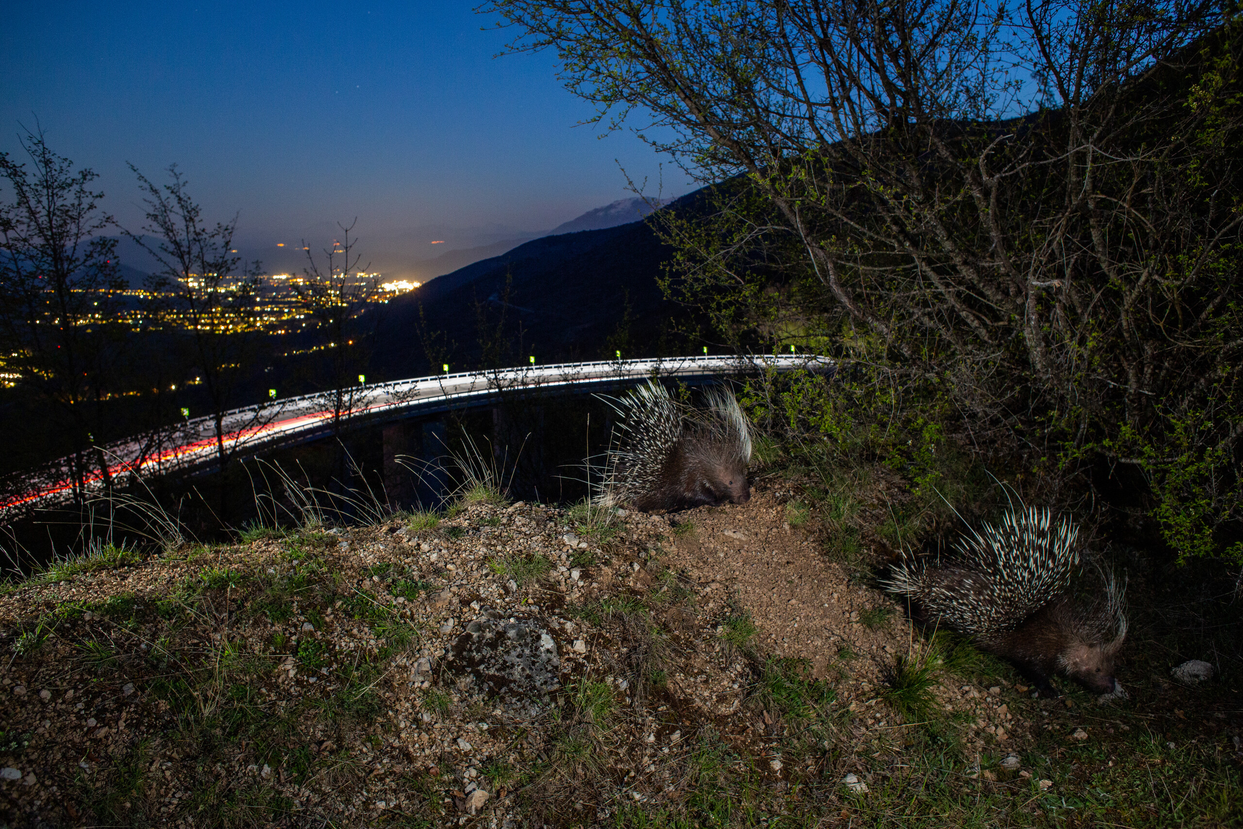 A crested porcupine moving through a natural corridor with a settlement in the background. Central Apennines, Italy.
