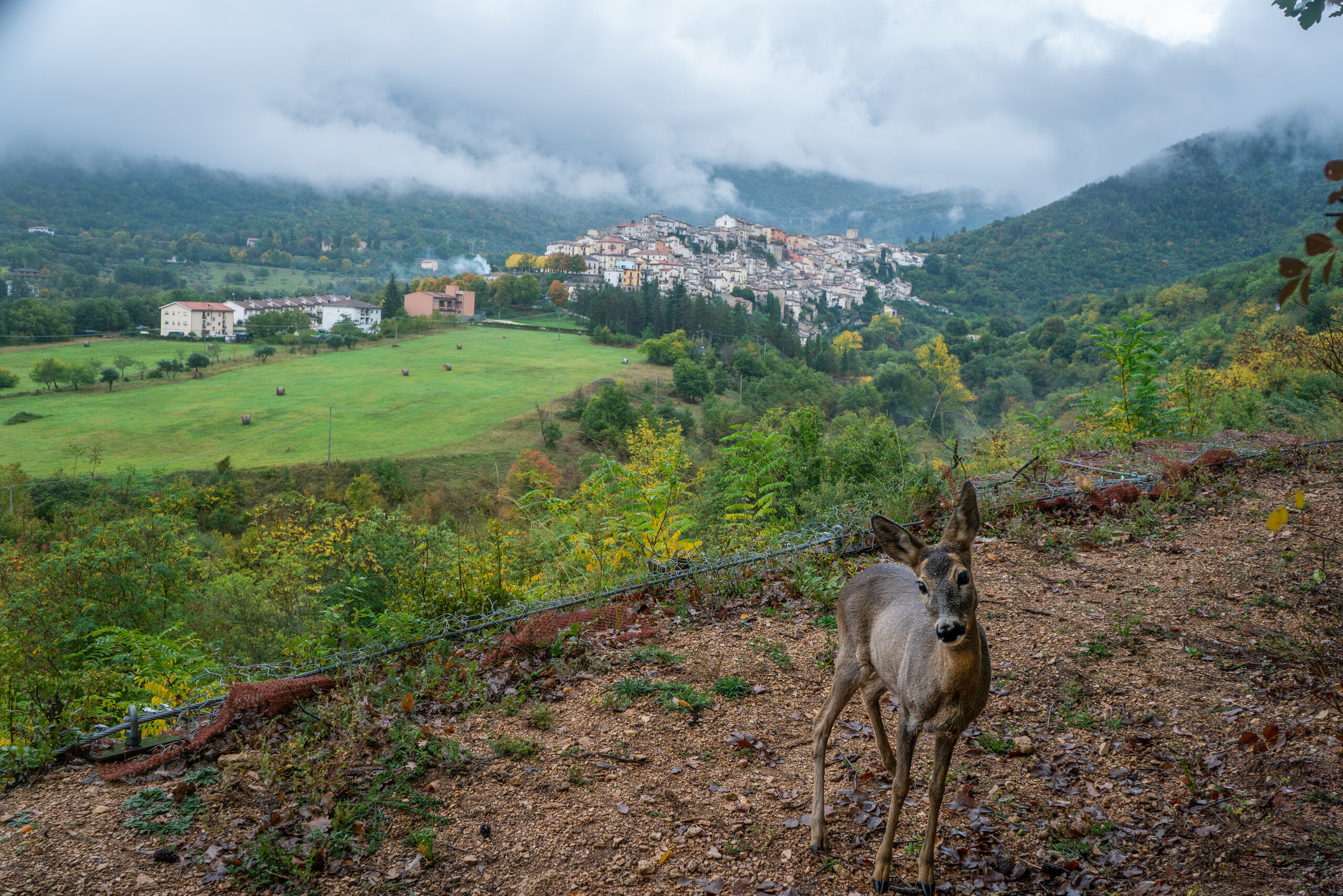 A roe deer passing by a village in the Central Apennines, Italy.