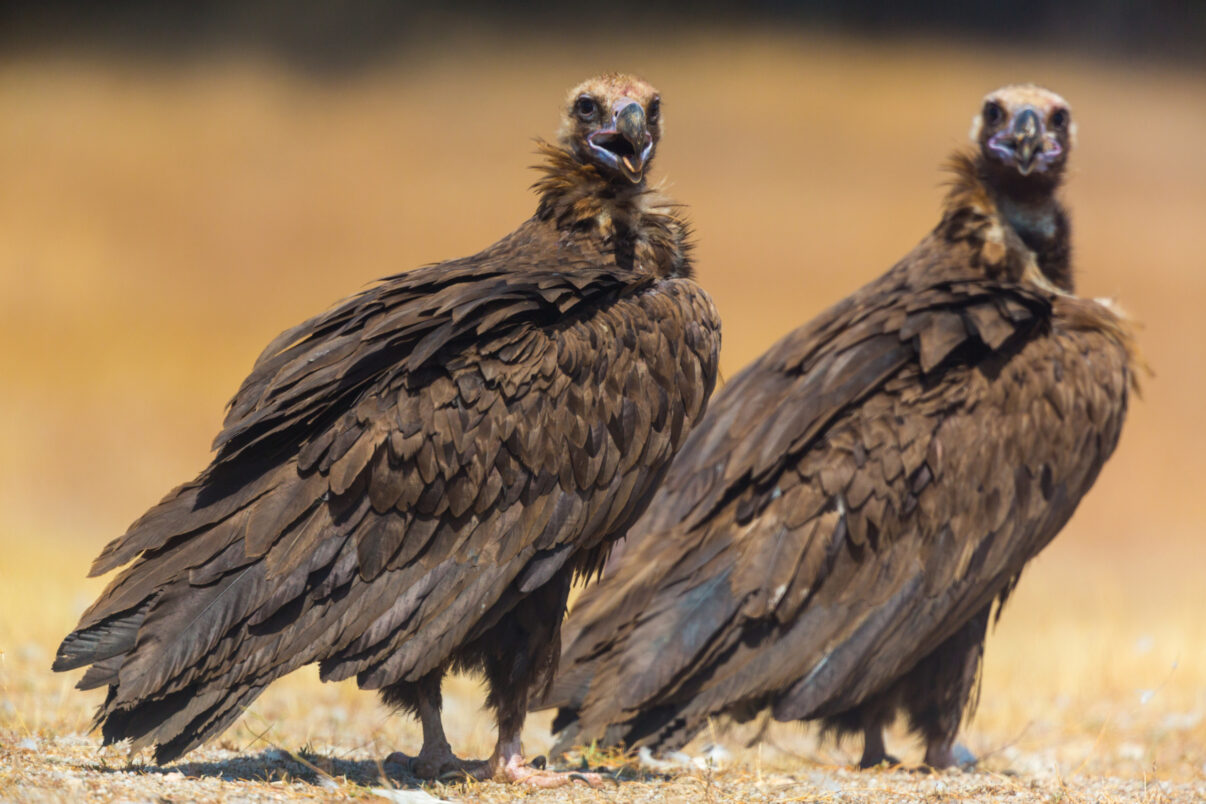 CINEREOUS VULTURE (Aegypius monachus), Campanarios de Azaba Biological Reserve, Salamanca, Castilla y Leon, Spain, Europe