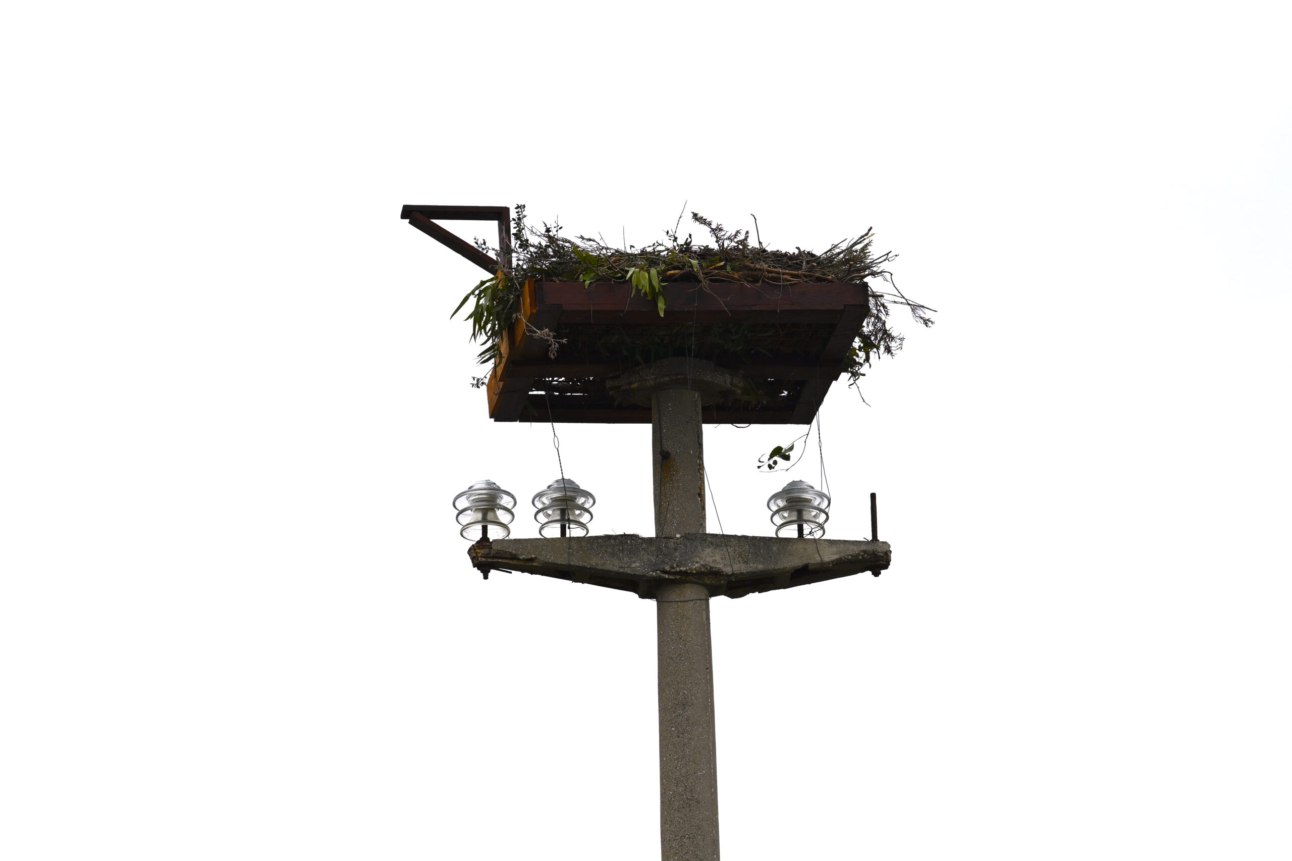 Installation of an artificial Osprey nest on a decommissioned ENEL medium-voltage power pylon.